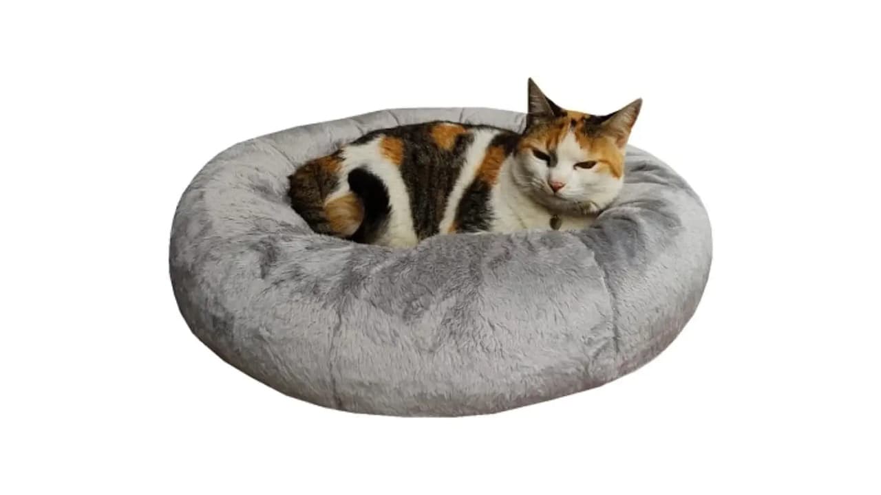 Qual a Melhor Cama Para Gatos? 10 Modelos Testados e Aprovados!