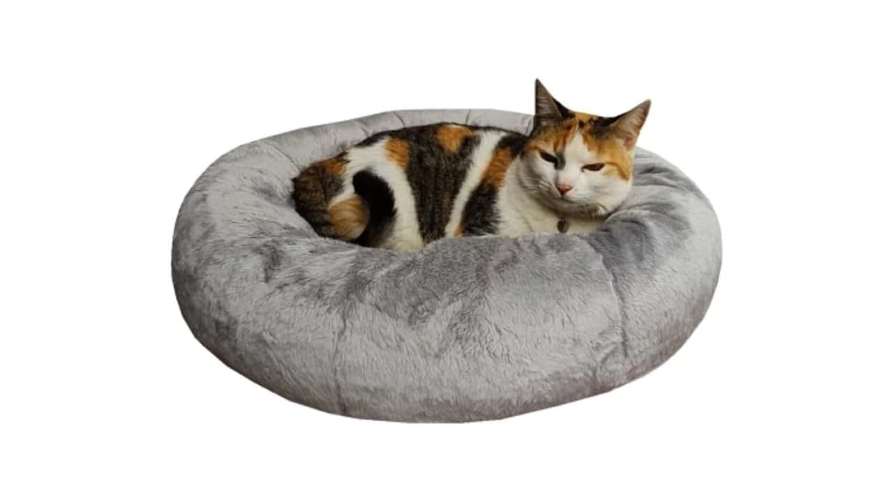 Qual a Melhor Cama para Gatos? 10 Opções Testadas e Aprovadas