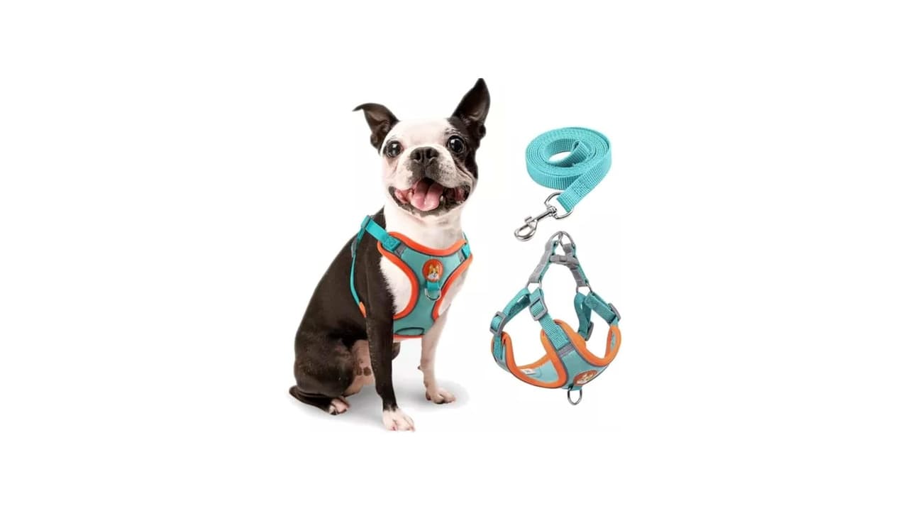Qual a Melhor Coleira para Cachorro Pequeno? 8 Opções Seguras e Confortáveis