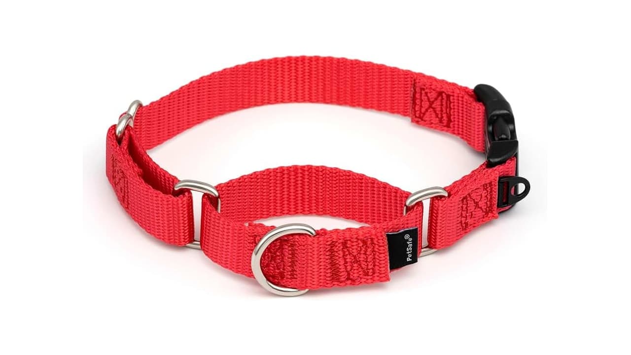 Qual a Melhor Coleira Martingale? 10 Opções para Cães Pequenos e Grandes