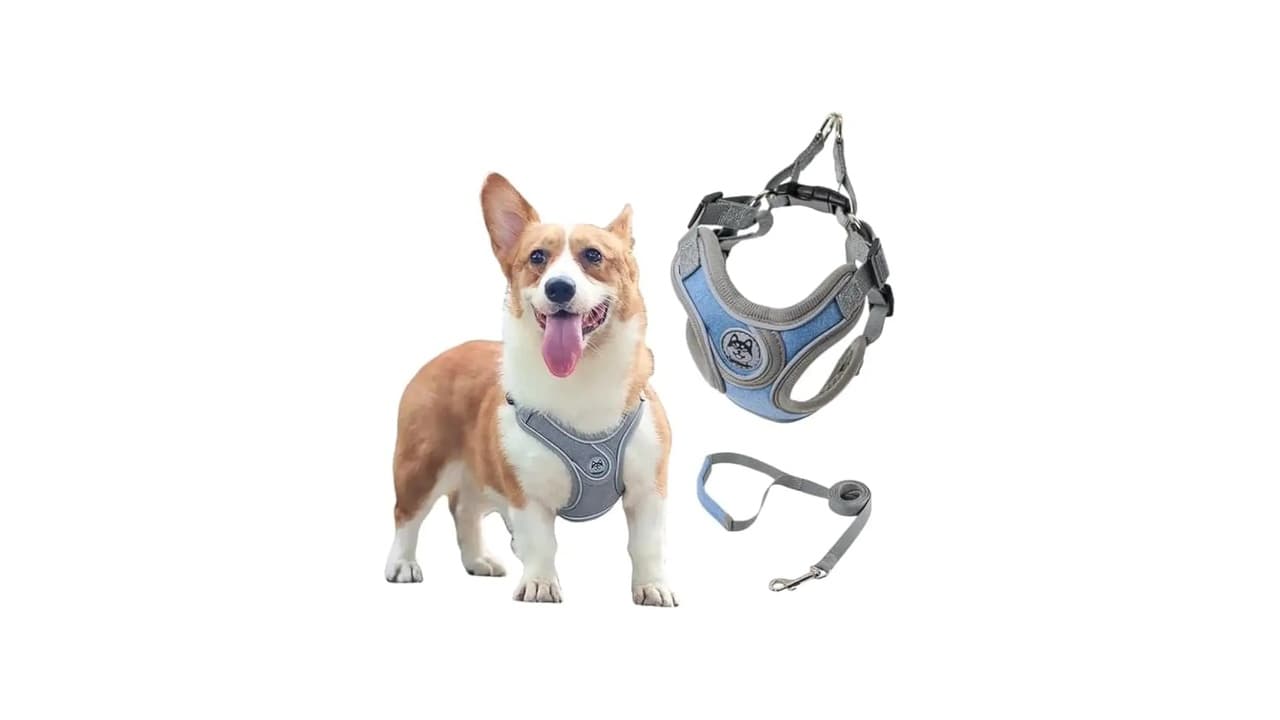 Qual a Melhor Coleira para Cachorro Salsicha? 7 Opções Testadas e Aprovadas