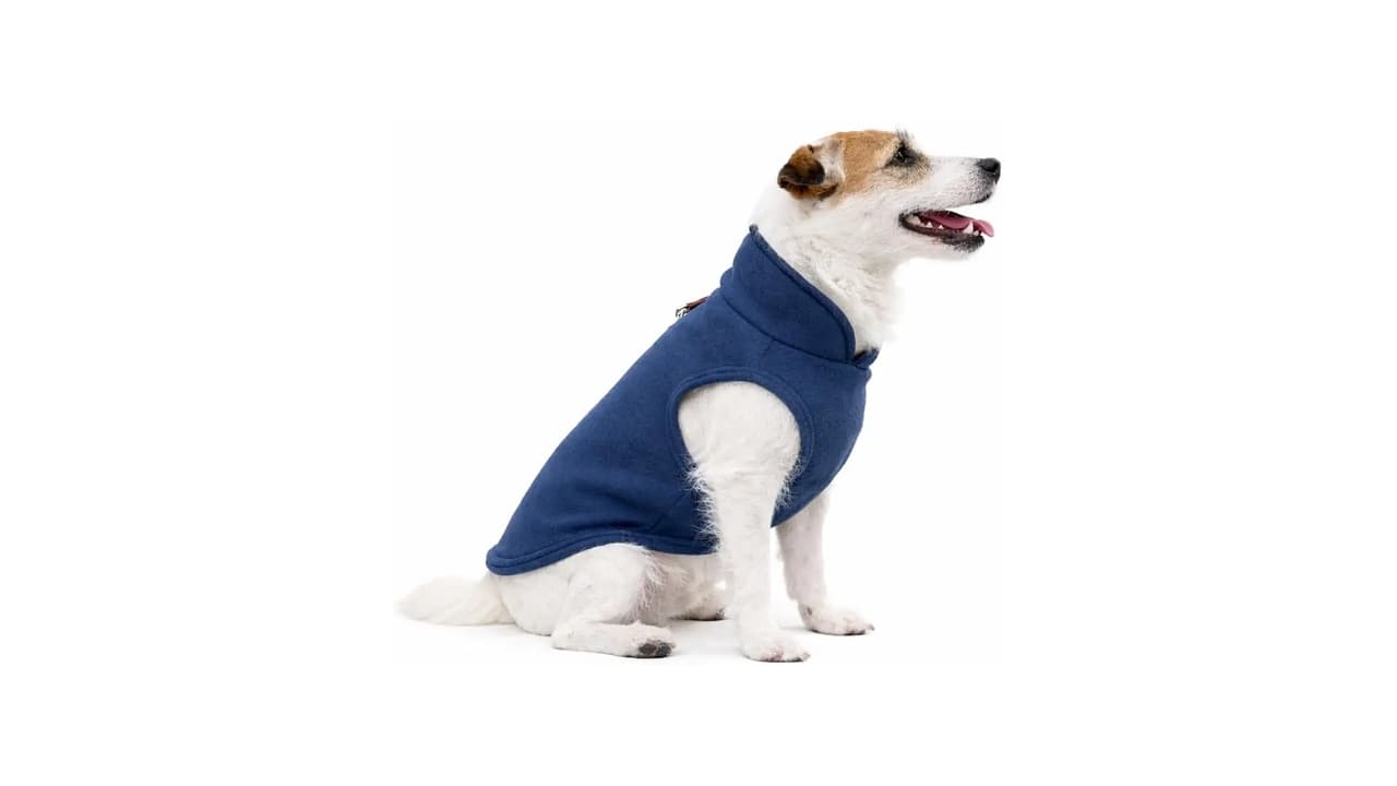 Qual a Melhor Roupa de Lã para Pet? Confira 10 Opções Top em 2026